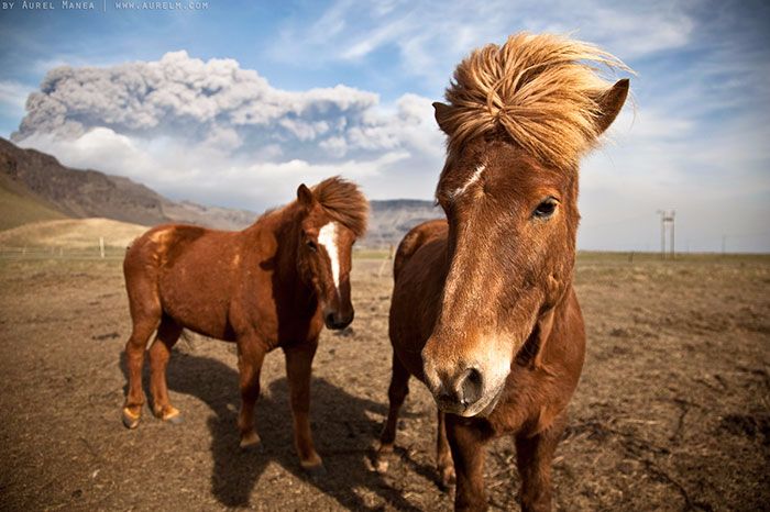 Animals That Look Like They’re About To Drop The Hottest Albums Of The Year